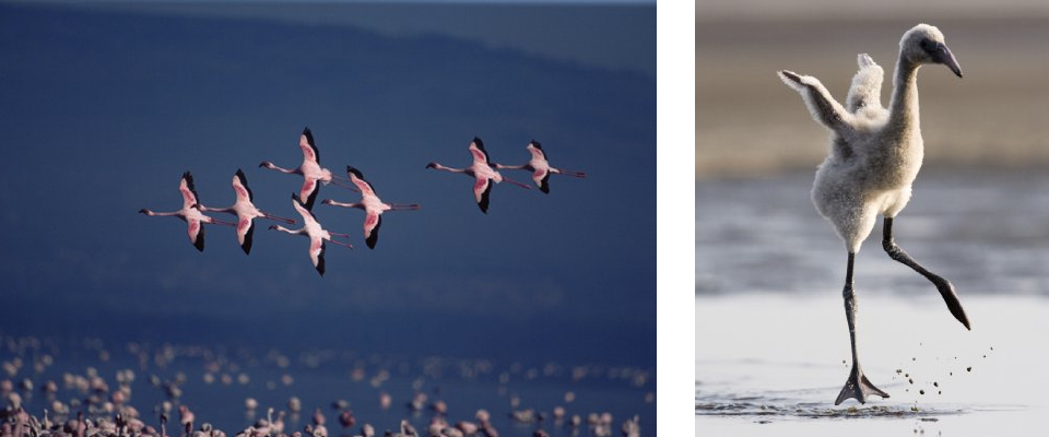 les ailes pourpres