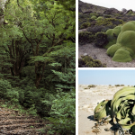 the oldest living things