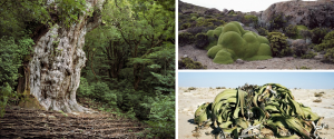 the oldest living things