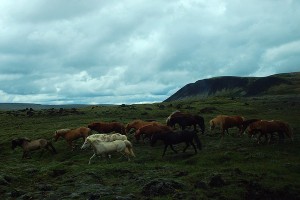 ICELAND - PHOTOGALERRY